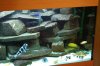 Aquarium 3.jpg