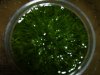 Utricuaria graminifolia 1 klein.jpg