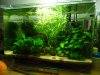 38L-WhitePearl-Tiger.JPG