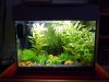 20L-Fire-Yellow.JPG