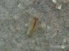 Triops1.JPG