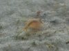 Triops2.JPG