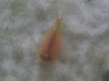 Triops4.JPG