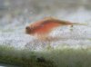Triops5.JPG