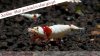 JustBee-PRL-Shrimps-Akaebinosato.jpg