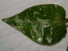 Blatt oben.jpg