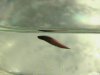 mistvieh 012.jpg