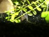Schnecke.jpg