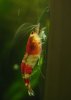 Nelchen 032_small.jpg