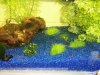 Utricularia 3 klein.jpg