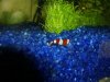 Utricularia 4 klein.jpg