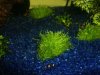 Utricularia 5 klein.jpg
