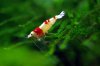red-bee-28.jpg