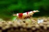 red-bee-29.jpg