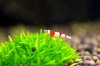 red-bee-24.jpg