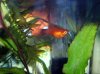 9.3.Platy.jpg