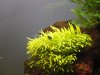 utricularia08.03.2007.jpg