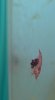 Eiertragende_Halocaridina_rubra_1.JPG