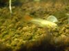 Albinoguppy44.JPG