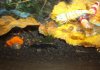 a 480tigermischling.jpg