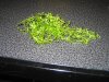 IMG_0664_(800_x_600).jpg