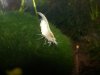 White Pearl schwanger 1.jpg