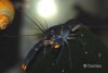 Ch_OrangeTip.jpg