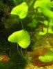 Nymphoides aquatica.jpg