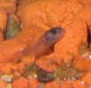 BabyFischli 003.jpg