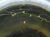 utricularia_gibba.jpg