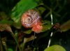 Schnecke3.JPG