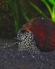Schnecke8.jpg