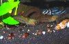 Amanos1a.jpg