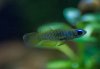 aquascape_002_p.jpg