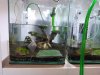 Aufzuchtaquarien_014.jpg