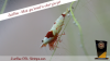 JustBee-PRL-Shrimps-akaebinosato-xa.png