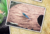 IMG_0000-1.png