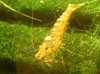 Tibee1.JPG
