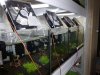 Aquarium_025.jpg