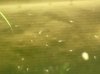 Strichfisch3.JPG