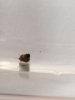 schnecke 2.jpg