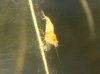 TiBee05.JPG