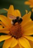 Hummel1.jpg