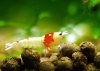 red-bee-21.jpg