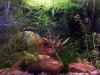 tigercube120408.jpg