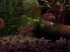 tigercube120408a.jpg