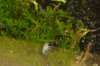 Meerschweinchen 016.jpg