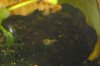 Meerschweinchen 021.jpg