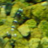 blue.JPG