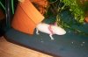 miss marpel 027.jpg